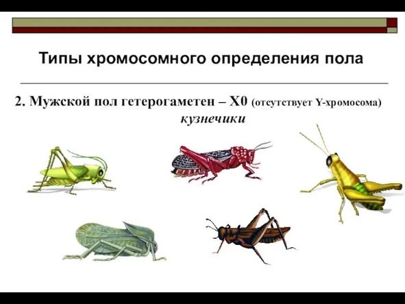 Типы хромосомного определения пола 2. Мужской пол гетерогаметен – Х0 (отсутствует Y-хромосома) кузнечики