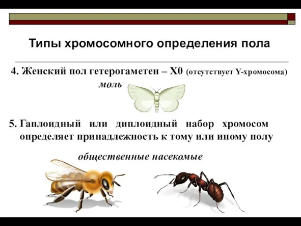 Типы хромосомного определения пола 5. Гаплоидный или диплоидный набор хромосом определяет принадлежность