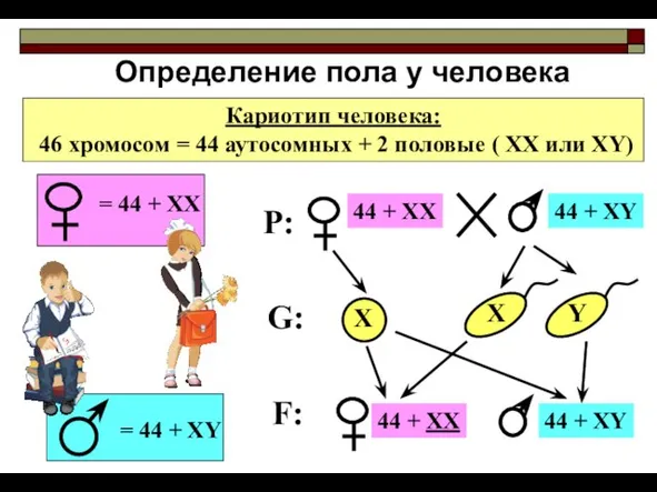 Определение пола у человека Кариотип человека: 46 хромосом = 44 аутосомных +