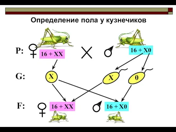 Определение пола у кузнечиков P: G: F: 16 + ХХ 16 + Х0