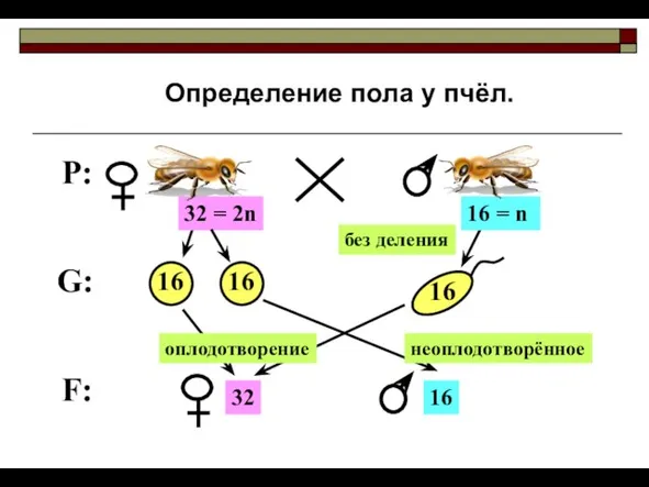 P: G: F: Определение пола у пчёл. оплодотворение неоплодотворённое без деления