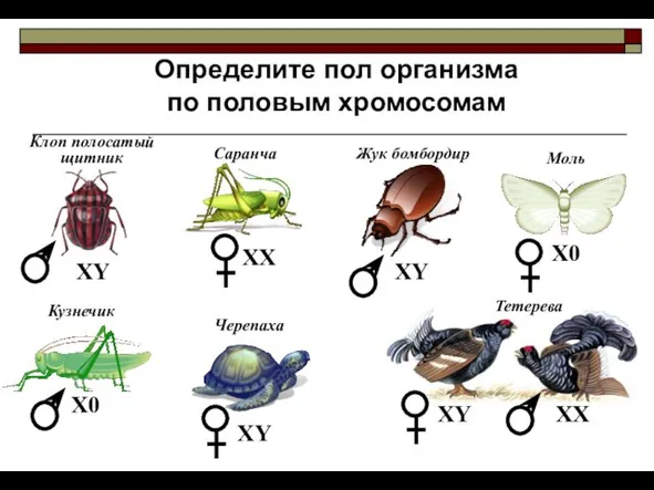 Определите пол организма по половым хромосомам