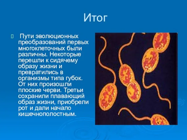 Итог Пути эволюционных преобразований первых многоклеточных были различны. Некоторые перешли к сидячему