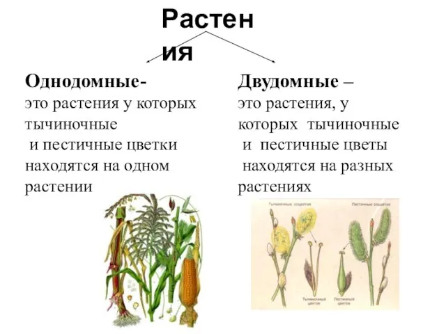Растения Однодомные- это растения у которых тычиночные и пестичные цветки находятся на