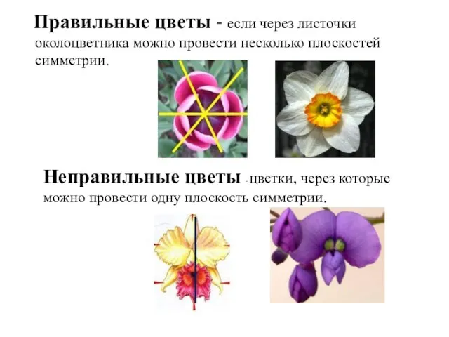 Правильные цветы - если через листочки околоцветника можно провести несколько плоскостей симметрии.