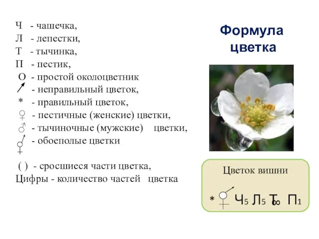 Формула цветка Ч - чашечка, Л - лепестки, Т - тычинка, П