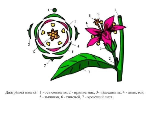 Диаграмма цветка: 1 - ось соцветия, 2 - прицветник, 3- чашелистик, 4