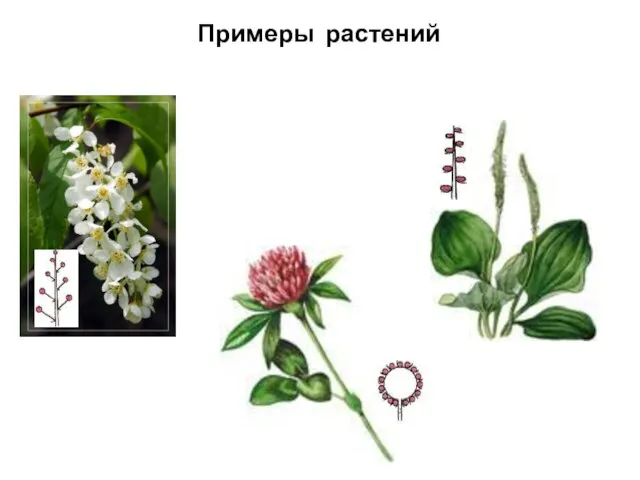Примеры растений