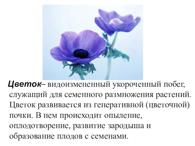 Цветок– видоизмененный укороченный побег, служащий для семенного размножения растений. Цветок развивается из