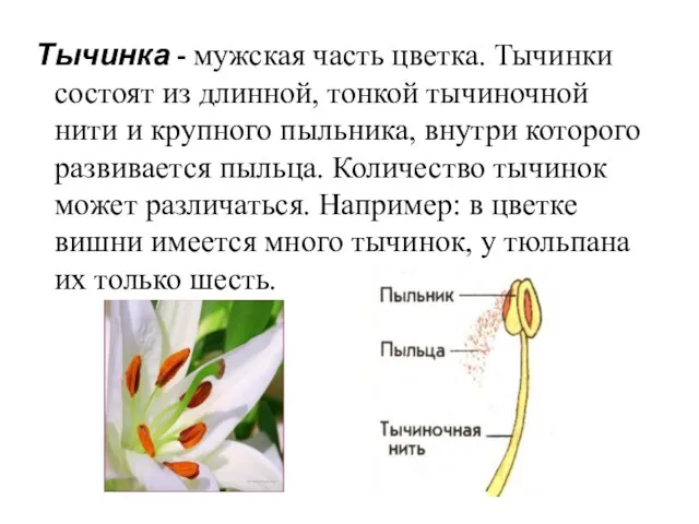 Тычинка - мужская часть цветка. Тычинки состоят из длинной, тонкой тычиночной нити
