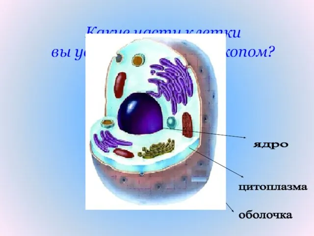 Какие части клетки вы увидели под микроскопом? оболочка цитоплазма ядро