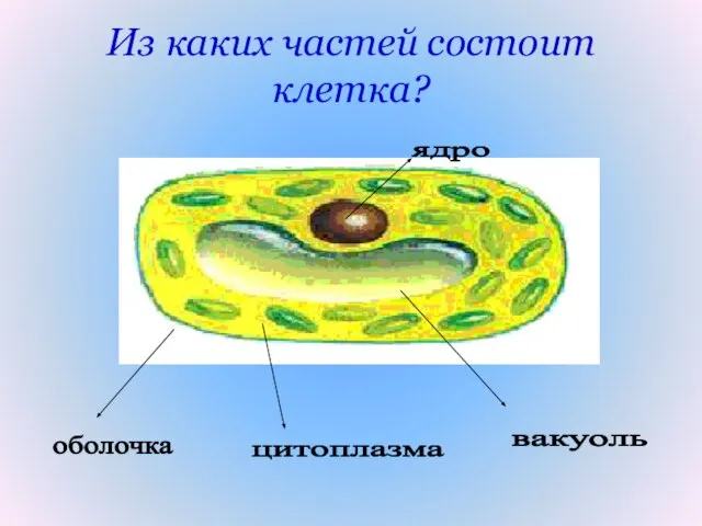 Из каких частей состоит клетка? оболочка цитоплазма ядро вакуоль