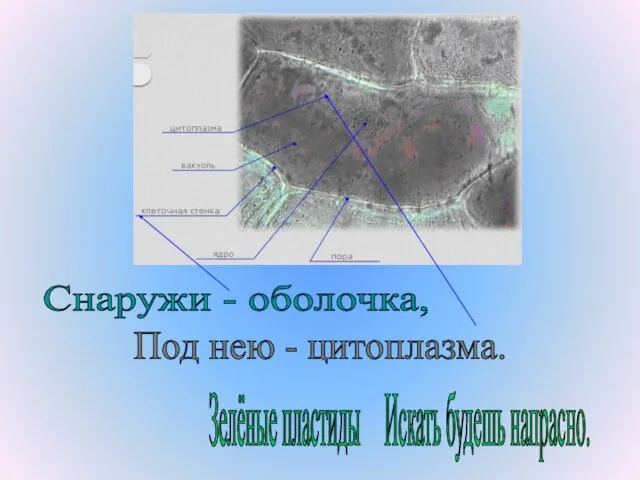 Снаружи - оболочка, Под нею - цитоплазма. Зелёные пластиды Искать будешь напрасно.