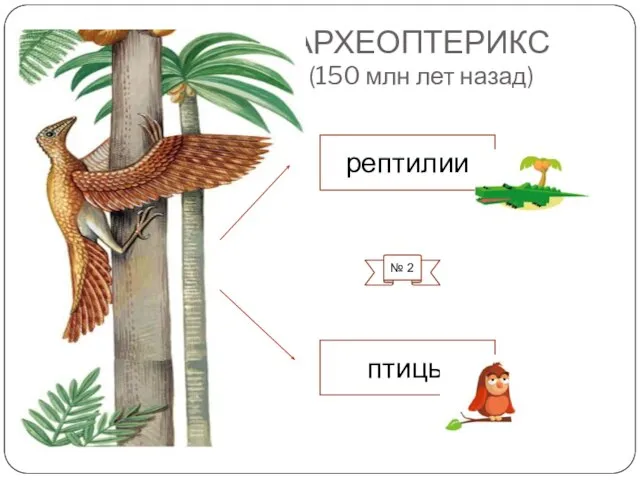 АРХЕОПТЕРИКС (150 млн лет назад) птицы рептилии № 2