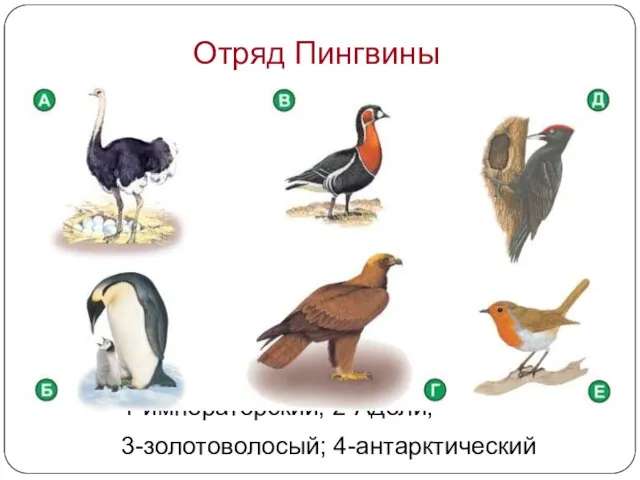Многообразие птиц Отряд Пингвиныт пингвины: 1-императорский; 2-Адели; 3-золотоволосый; 4-антарктический