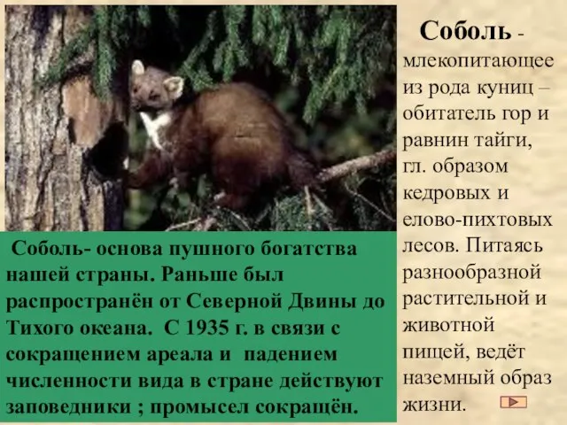 Соболь -млекопитающее из рода куниц – обитатель гор и равнин тайги, гл.