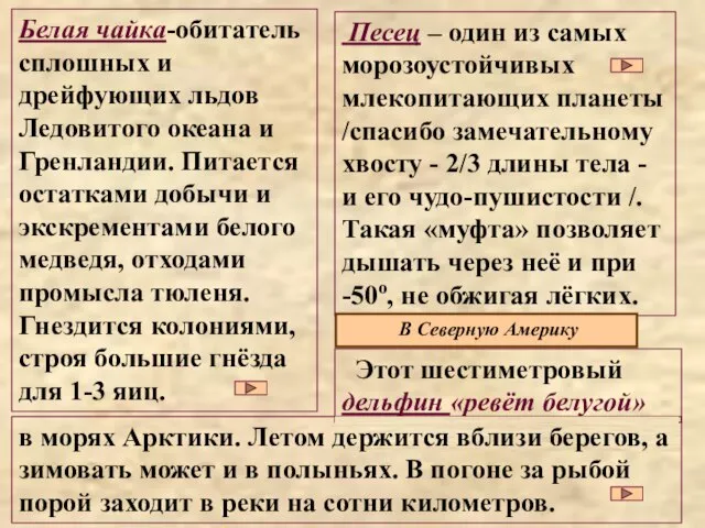 Белая чайка-обитатель сплошных и дрейфующих льдов Ледовитого океана и Гренландии. Питается остатками