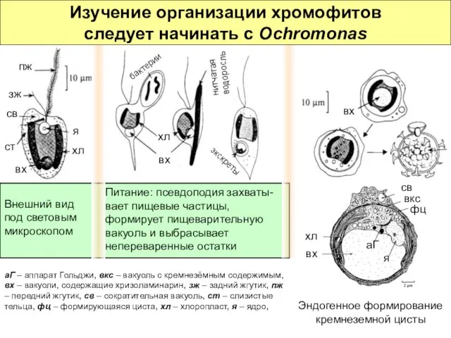 Внешний вид под световым микроскопом Питание: псевдоподия захваты-вает пищевые частицы, формирует пищеварительную