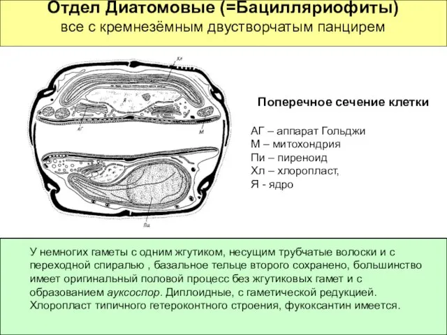 Отдел Диатомовые (=Бацилляриофиты) все с кремнезёмным двустворчатым панцирем Поперечное сечение клетки АГ