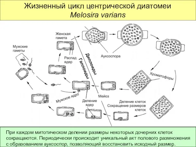 Жизненный цикл центрической диатомеи Melosira varians При каждом митотическом делении размеры некоторых