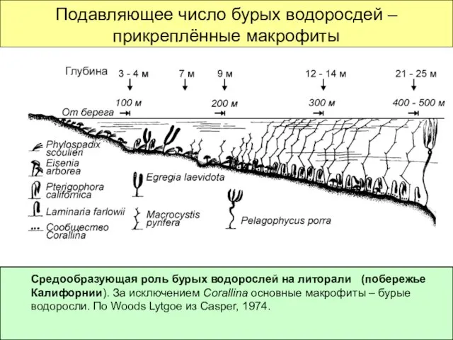 Подавляющее число бурых водоросдей – прикреплённые макрофиты Средообразующая роль бурых водорослей на