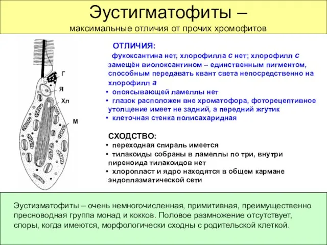 Эустигматофиты – максимальные отличия от прочих хромофитов ОТЛИЧИЯ: фукоксантина нет, хлорофилла с