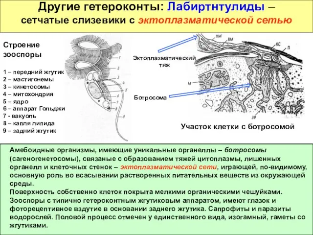 Другие гетероконты: Лабиртнтулиды – сетчатые слизевики с эктоплазматической сетью Амебоидные организмы, имеющие