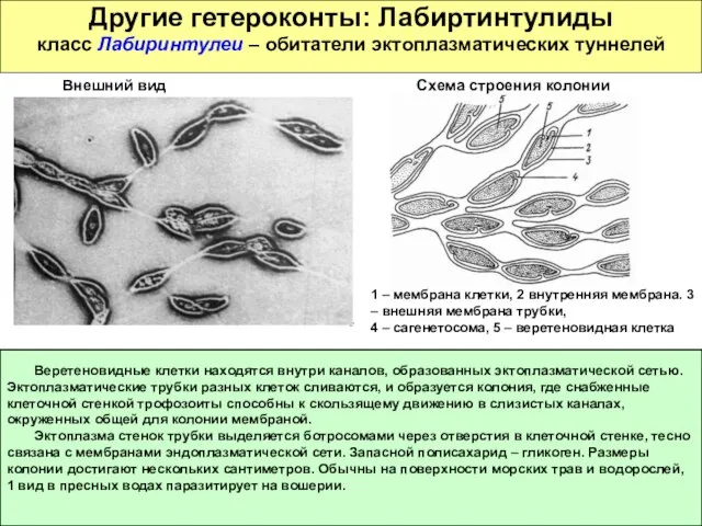 Другие гетероконты: Лабиртинтулиды класс Лабиринтулеи – обитатели эктоплазматических туннелей Веретеновидные клетки находятся