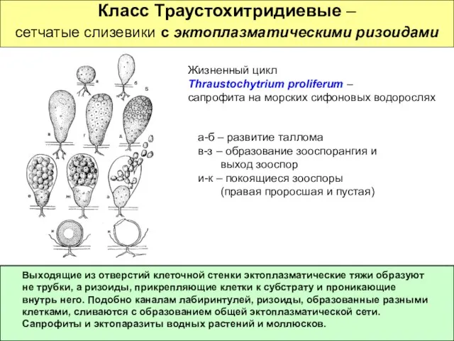 Класс Траустохитридиевые – сетчатые слизевики с эктоплазматическими ризоидами Жизненный цикл Thraustochytrium proliferum