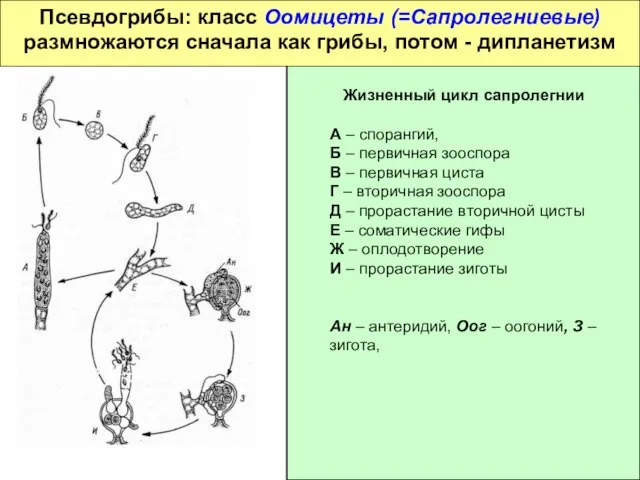 Псевдогрибы: класс Оомицеты (=Сапролегниевые) размножаются сначала как грибы, потом - дипланетизм Жизненный