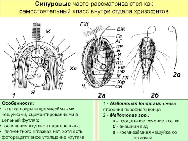 Синуровые часто рассматриваются как самостоятельный класс внутри отдела хризофитов Особенности: клетка покрыта