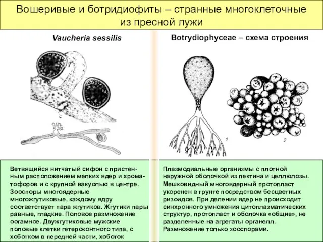 Вошеривые и ботридиофиты – странные многоклеточные из пресной лужи Плазмодиальные организмы с