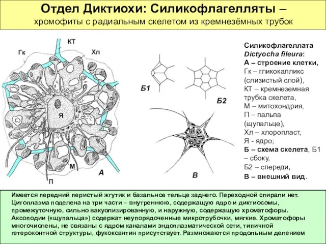 Отдел Диктиохи: Силикофлагелляты – хромофиты с радиальным скелетом из кремнезёмных трубок Силикофлагеллата