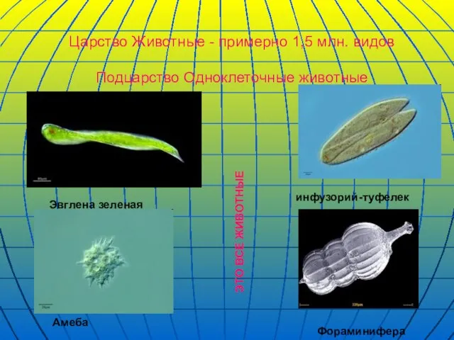 Царство Животные - примерно 1,5 млн. видов Подцарство Одноклеточные животные Эвглена зеленая