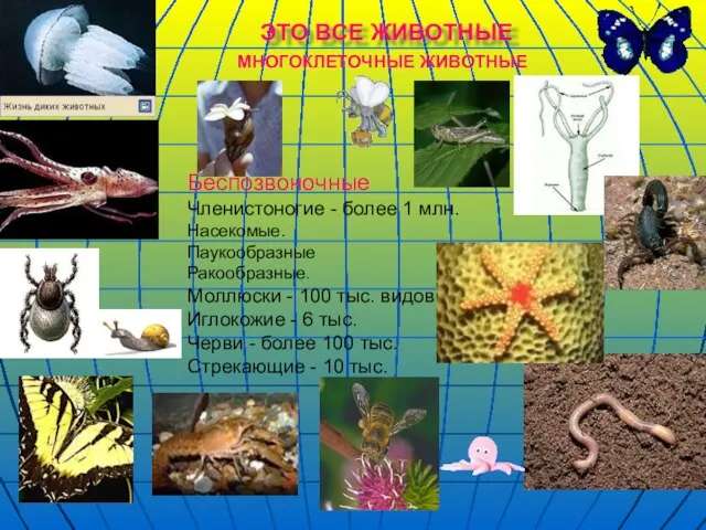 ЭТО ВСЕ ЖИВОТНЫЕ Беспозвоночные Членистоногие - более 1 млн. Насекомые. Паукообразные Ракообразные.