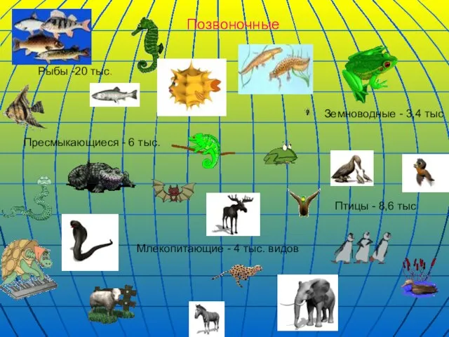 Позвоночные Млекопитающие - 4 тыс. видов Птицы - 8,6 тыс Земноводные -