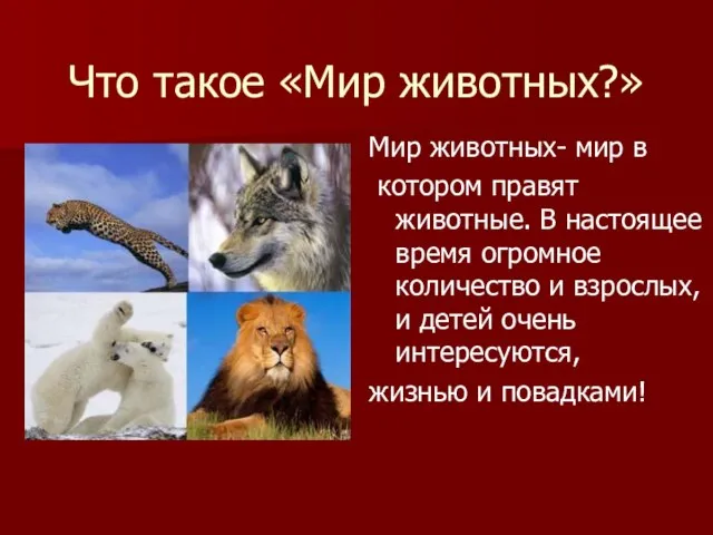 Что такое «Мир животных?» Мир животных- мир в котором правят животные. В