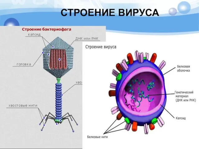 СТРОЕНИЕ ВИРУСА Строение бактериофага