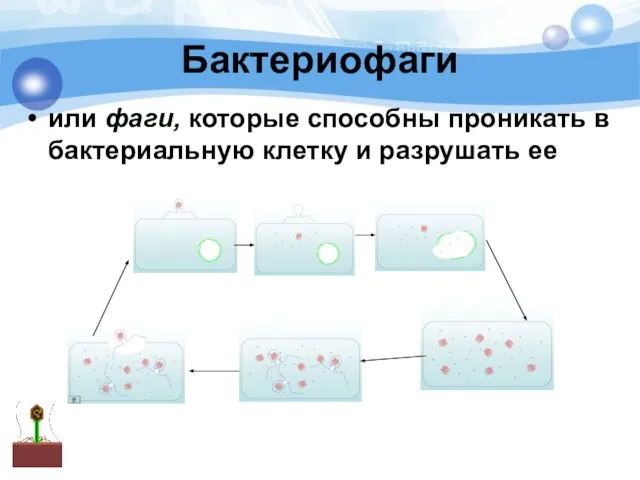 Бактериофаги или фаги, которые способны проникать в бактериальную клетку и разрушать ее