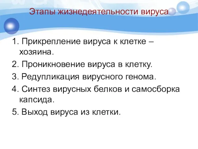 Этапы жизнедеятельности вируса 1. Прикрепление вируса к клетке –хозяина. 2. Проникновение вируса