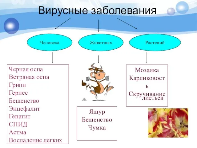 Вирусные заболевания Человека Животных Растений Черная оспа Ветряная оспа Грипп Герпес Бешенство