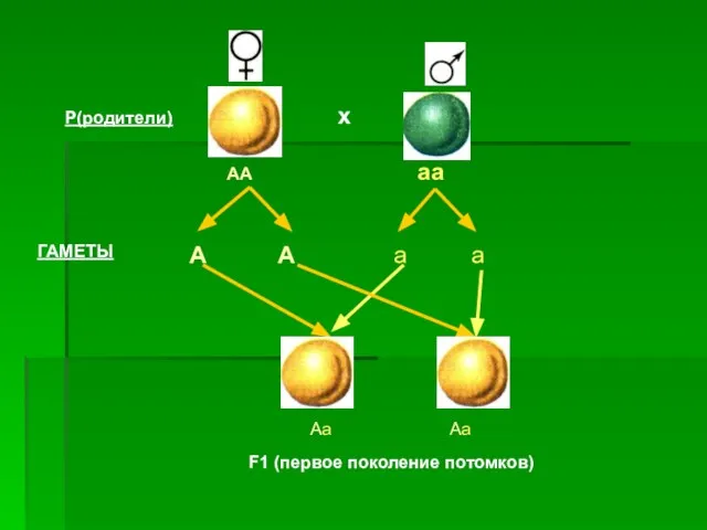 х АА аа А А а а ГАМЕТЫ Р(родители) F1 (первое поколение потомков) Аа Аа