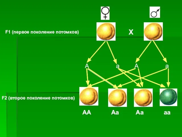 F1 (первое поколение потомков) Х А а А а F2 (второе поколение