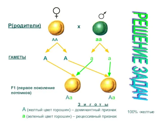 Р(родители) х АА аа А А а а ГАМЕТЫ Аа Аа F1