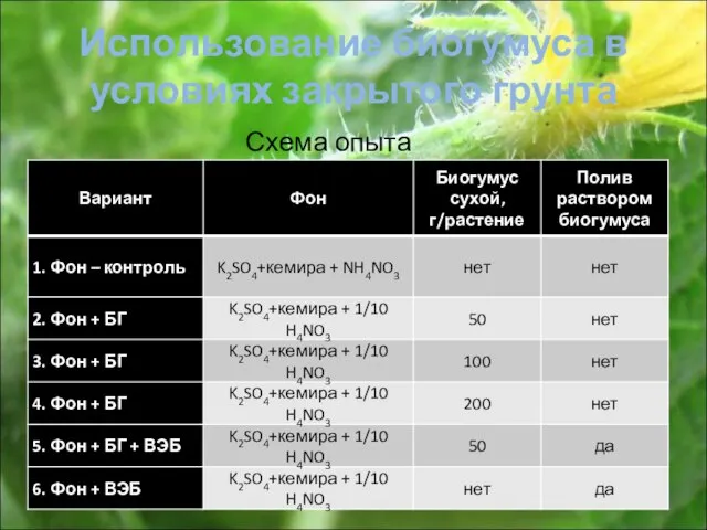 Использование биогумуса в условиях закрытого грунта Схема опыта