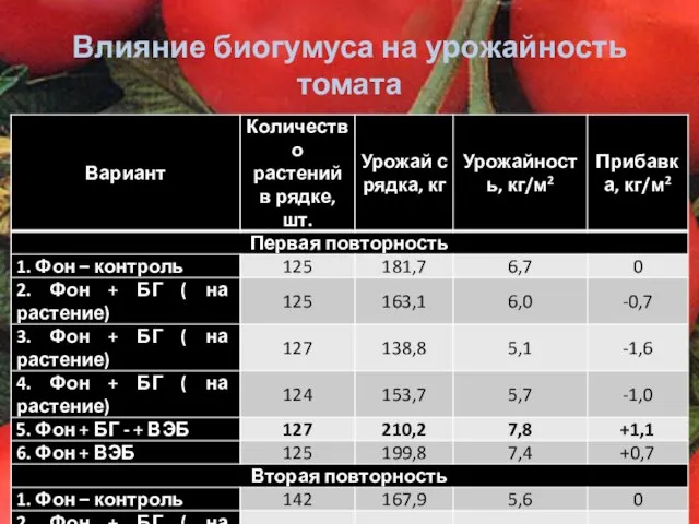 Влияние биогумуса на урожайность томата