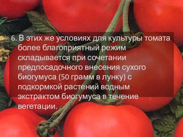 6. В этих же условиях для культуры томата более благоприятный режим складывается