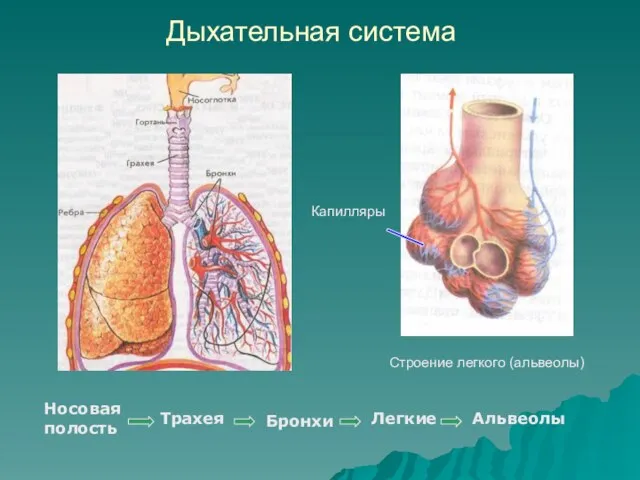 Дыхательная система Бронхи Строение легкого (альвеолы) Капилляры Носовая полость Трахея Легкие Альвеолы