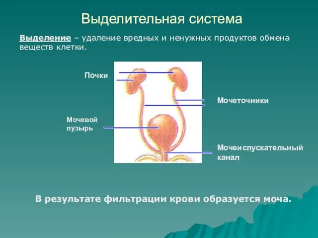 Выделительная система В результате фильтрации крови образуется моча. Почки Мочевой пузырь Мочеиспускательный