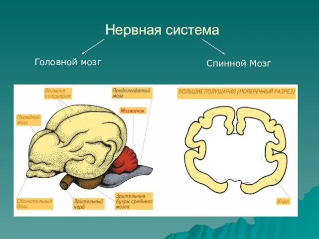 Нервная система Головной мозг Спинной Мозг